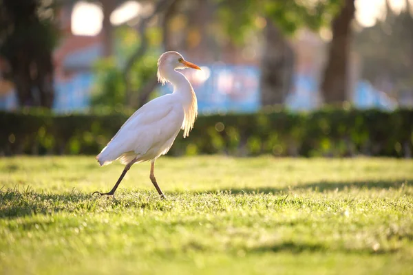 Pájaro salvaje garceta blanca, también conocido como Bubulcus ibis caminando sobre césped verde en verano — Foto de Stock