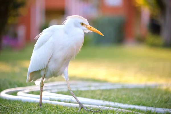 Pájaro salvaje garceta blanca, también conocido como Bubulcus ibis caminando sobre césped verde en verano — Foto de Stock