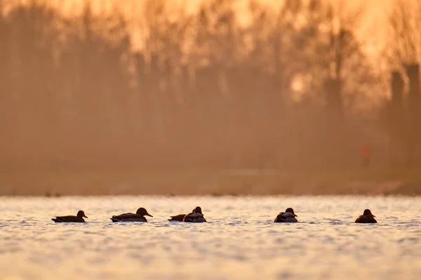 Wildenten schwimmen bei hellem Sonnenuntergang auf dem Seewasser. Vogelbeobachtungskonzept — Stockfoto