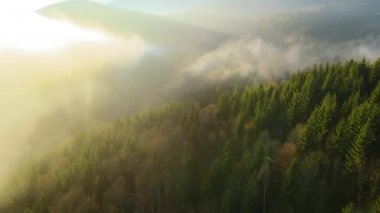 Sonbahar gündoğumunda karanlık dağ ormanları üzerinde parlak sisli bir sabah manzarası. Şafak vakti vahşi ormanın güzel manzarası