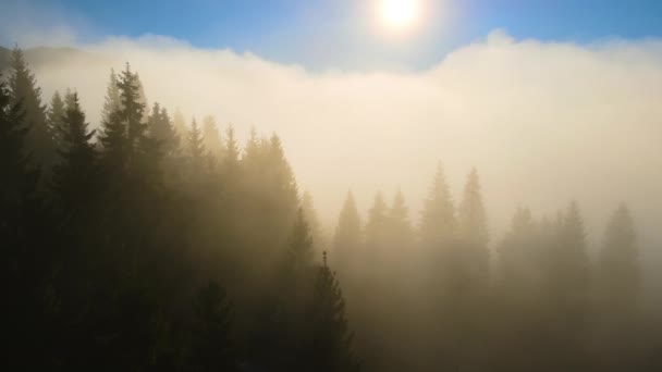 Luftaufnahme eines hellen nebligen Morgens über dunklen Bergwaldbäumen bei Sonnenaufgang im Herbst. Schöne Landschaft mit wilden Wäldern im Morgengrauen — Stockvideo