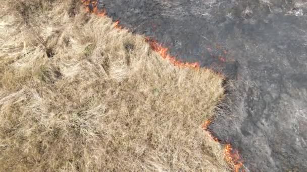 Vista aérea del campo de prados ardiendo con fuego rojo durante la estación seca. Desastres naturales y cambio climático — Vídeos de Stock
