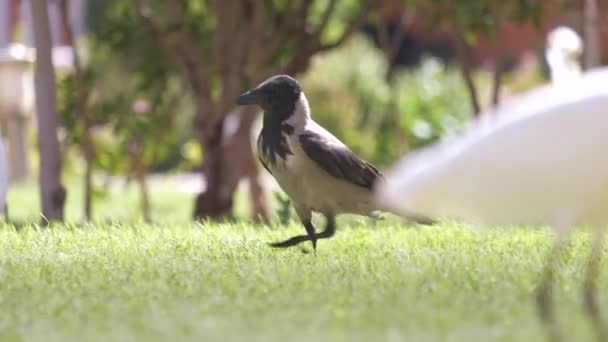 Glossy ibis vilda fågel, även känd som Plegadis falcinellus promenader på grön gräsmatta på sommaren — Stockvideo