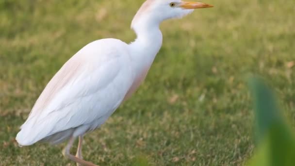 Епоха білої худоби дикий птах, також відомий як Bubulcus Ibis, що ходить на зеленому газоні влітку — стокове відео