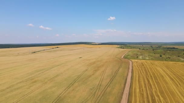 刈り取った小麦の藁を乾燥させ、黄色の耕作農地の空中景観 — ストック動画