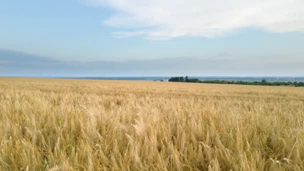 Peisaj aerian vedere la câmp agricol cultivat galben cu grâu copt în ziua luminoasă de vară — Videoclip de stoc