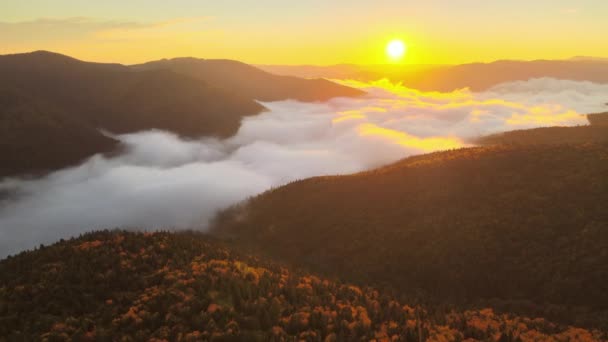 Flygfoto över fantastisk natur med dimmiga mörka fjällskogsträd vid soluppgången. Vackra vilda skogar med lysande strålar av ljus i gryningen — Stockvideo