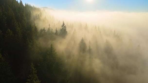 Sonbahar gündoğumunda karanlık dağ ormanları üzerinde parlak sisli bir sabah manzarası. Şafak vakti vahşi ormanın güzel manzarası — Stok video