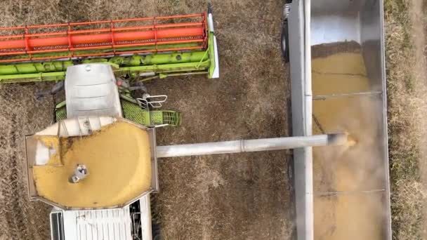 Aerial view of combine harvester unloading grain in cargo trailer working during harvesting season on large ripe wheat field. Agriculture and transportation of raw farm products concept — Vídeo de Stock
