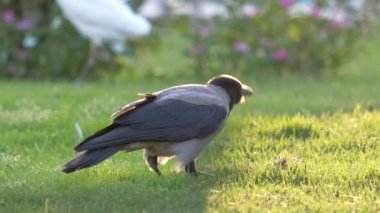 Yazın yeşil çimlerde yiyecek arayan kara karga kuşu.