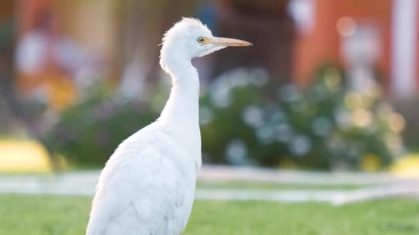 Pájaro salvaje garceta blanca, también conocido como Bubulcus ibis caminando sobre césped verde en verano — Vídeos de Stock