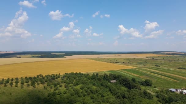 Widok z lotu ptaka na żółte pola uprawne z suchą słomą pociętej pszenicy po zbiorach — Wideo stockowe