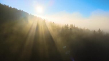 Sonbahar gündoğumunda sisli, karanlık dağ ormanlarının çam ağaçlarının olduğu muhteşem manzaranın havadan görüntüsü. Şafak vakti ışıldayan ışıklarıyla güzel vahşi ormanlık