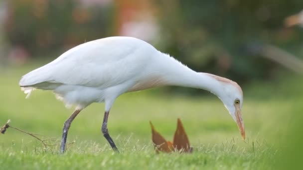 Епоха білої худоби дикий птах, також відомий як Bubulcus Ibis, що ходить на зеленому газоні влітку — стокове відео