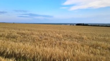 Sarı ekili tarla manzarası açık yaz gününde olgunlaşmış buğdayla birlikte.