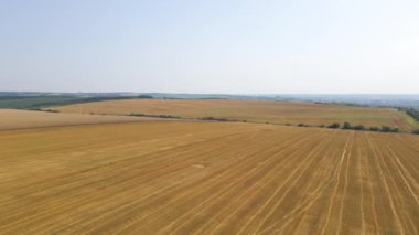 Sarı ekili tarla manzarası açık yaz gününde olgunlaşmış buğdayla birlikte.