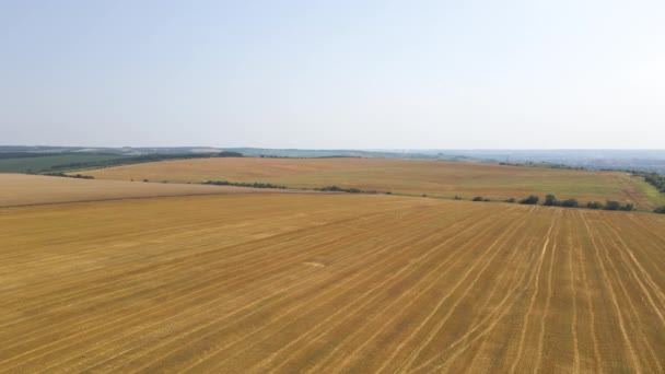 明夏黄熟小麦栽培农田的空中景观 — 图库视频影像