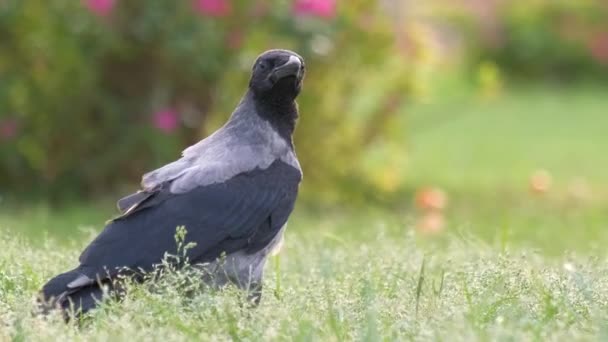 Μαύρο άγριο κοράκι πουλί ψάχνει για φαγητό στο πράσινο γκαζόν το καλοκαίρι — Αρχείο Βίντεο