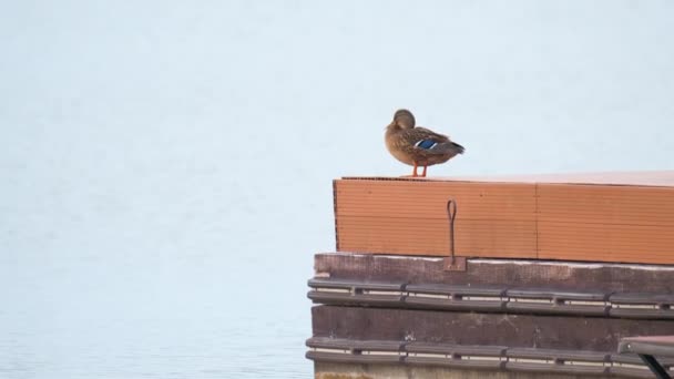 Одинокая дикая утка отдыхает на берегу озера на деревянном пирсе. Концепция наблюдения за птицами — стоковое видео
