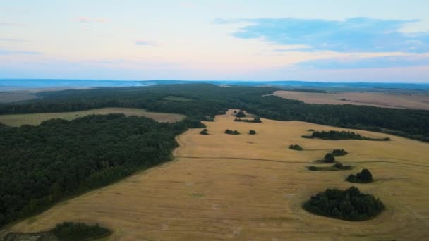Widok z lotu ptaka na żółte pola uprawne z dojrzałą pszenicą w pogodny letni dzień — Wideo stockowe