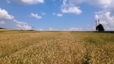Sarı ekili tarla manzarası açık yaz gününde olgunlaşmış buğdayla birlikte.
