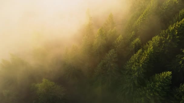 Vista aérea de brillante iluminado con rayos de luz del sol niebla bosque oscuro con pinos al amanecer de otoño. Increíble bosque salvaje al amanecer brumoso. Concepto de medio ambiente y protección de la naturaleza — Vídeo de stock