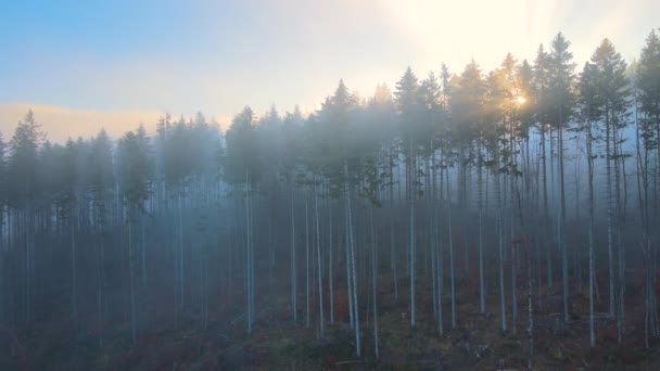 Letecký pohled na jasně osvětlené sluneční paprsky zamlžené tmavé lesy s borovicemi při podzimním východu slunce. Úžasné divoké lesy za mlhavého úsvitu. Koncept ochrany životního prostředí a přírody — Stock video