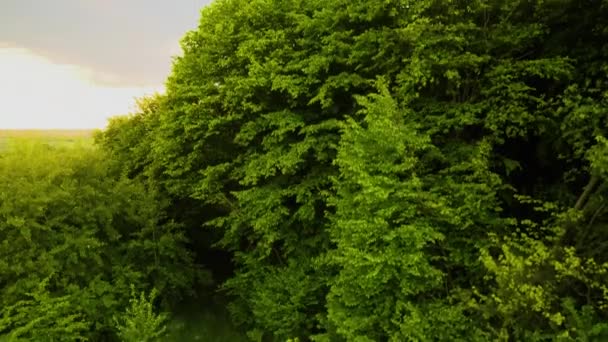 暖かい日没の暗い森の木の空中ビュー — ストック動画