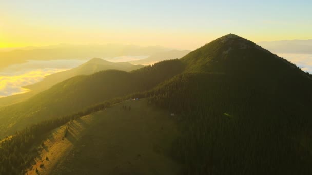 Letecký pohled na zamlžený večer nad vysokým vrcholem s tmavými borovicemi při jasném západu slunce. Úžasná scenérie divokého horského lesa za soumraku — Stock video