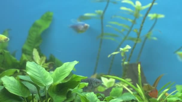 Bunte exotische Fische schwimmen im tiefblauen Aquarium mit grünen tropischen Pflanzen — Stockvideo