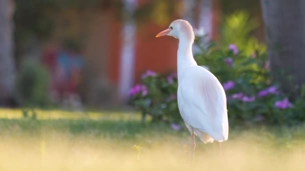 Біла худоба епоха диких птахів, також відома як Bubulcus Ibis, ходить на зеленому газоні на подвір'ї готелю влітку — стокове відео