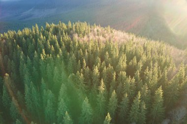 Güneş ışığıyla aydınlanan hava manzarası sisli karanlık ormanlar ve sonbahar gündoğumunda çam ağaçları. Sisli şafakta inanılmaz vahşi ormanlık. Çevre ve doğa koruma kavramı