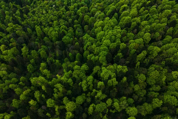 Veduta aerea di pini misti scuri e lussureggiante foresta con tettoie di alberi verdi — Foto Stock