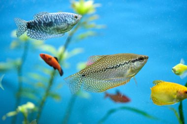 Derin mavi su akvaryumunda yeşil tropikal bitkilerle yüzen renkli egzotik balıklar.