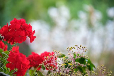 Yaz parkında çiçek açan kırmızı küçük dekoratif çiçekler.