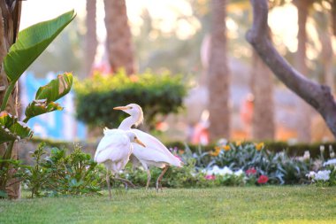 Beyaz sığır balıkçıl kuşu, ayrıca yazın yeşil çimlerde yürüyen Bubulcus Ibis olarak da bilinir.