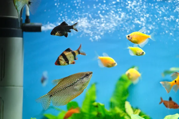 Színes egzotikus halak úsznak mélykék akváriumban zöld trópusi növényekkel — Stock Fotó