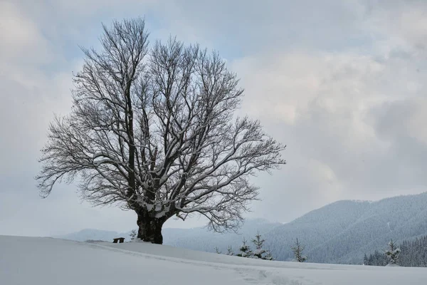 Paesaggio invernale fangoso con albero nudo scuro su coperto con campo di neve fresco caduto in montagne invernali in giornata fredda cupa — Foto Stock