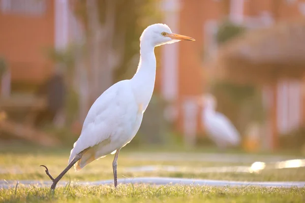 Pájaro salvaje garceta blanca, también conocido como Bubulcus ibis caminando sobre césped verde en verano — Foto de Stock