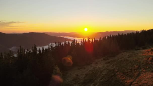 Veduta aerea di paesaggi incredibili con alberi di pino scuro foresta di montagna nebbioso all'alba autunnale. Bella foresta selvaggia con raggi di luce splendente all'alba — Video Stock