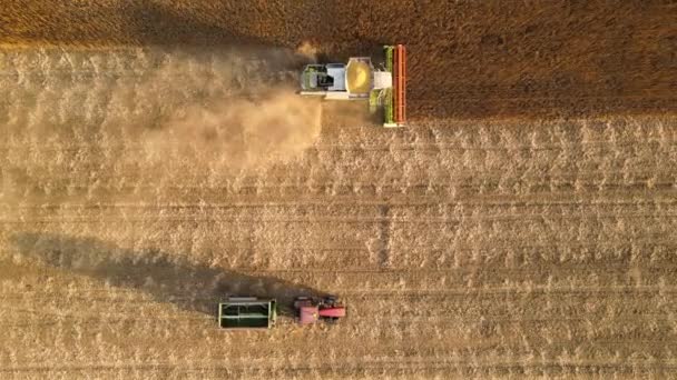 広大な熟した小麦畑で収穫期中に働く収穫機と貨物トレーラーを組み合わせた空中ビュー。生の穀物コンセプトの農業と輸送 — ストック動画