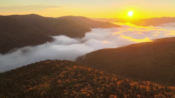 Aerial view of foggy evening over dark pine forest trees at bright sunset. Amazingl scenery of wild mountain woodland at dusk — Stock Video