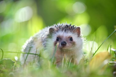 Yaz günü yeşil çimlerin üzerinde küçük bir Afrikalı kirpi. Evcil hayvan bakımı ve evcil hayvan bakımı.