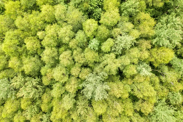 Vista aérea de cima para baixo da floresta verde de verão com copas de muitas árvores frescas — Fotografia de Stock