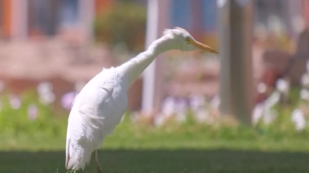 Fehér szarvasmarha tojás vadon élő madár, más néven Bubulcus ibis séta zöld gyepen nyáron — Stock videók