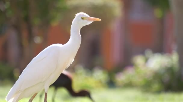 Bílý dobytek volavky divoký pták, také známý jako Bubulcus ibis chůzi na zeleném trávníku v létě — Stock video