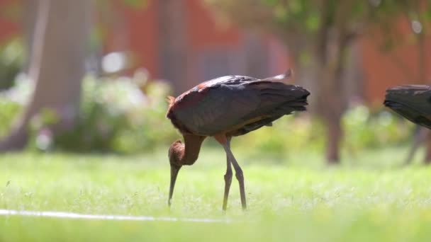 Glanzende ibis wilde vogel, ook bekend als Plegadis falcinellus wandelen op groen gazon in de zomer — Stockvideo