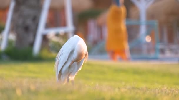 Grelha de gado branco pássaro selvagem, também conhecido como Bubulcus ibis, andando no gramado verde no quintal do hotel no verão — Vídeo de Stock
