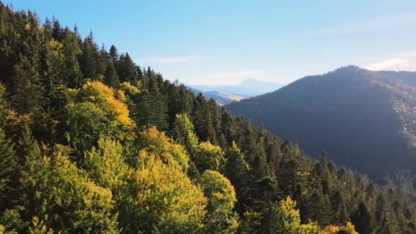 Widok z lotu ptaka z ciemnymi świerkowymi drzewami leśnymi jesienią jasny dzień. Piękne krajobrazy dzikich lasów górskich — Wideo stockowe