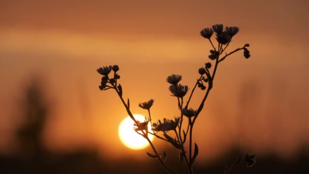 Tmavé siluety divokých květin proti jasnému barevnému západu slunce s zapadajícím slunečním světlem